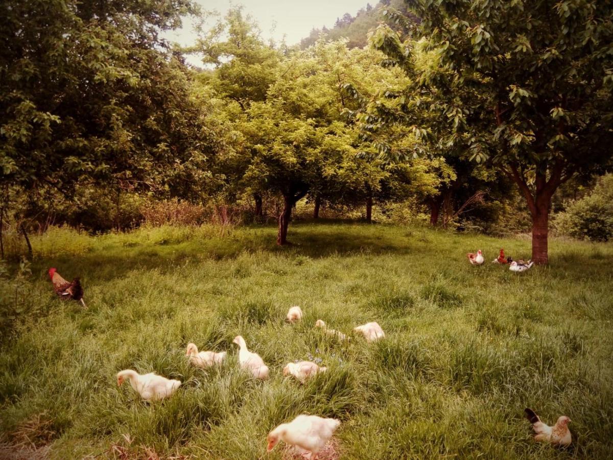 Agroturystyka U Babci شخوف المظهر الخارجي الصورة
